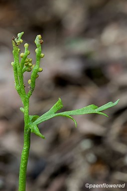 Sporophore and tropophore